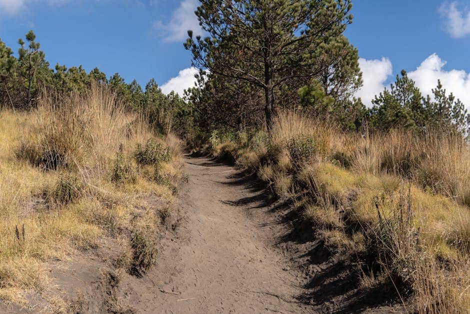 Explore the natural beauty of a trail surrounded by grass and trees in Paso de Cortés, Puebla.