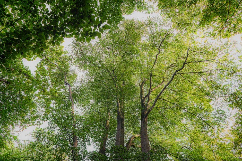 A vibrant view looking up at the lush green forest canopy, capturing nature's tranquility.