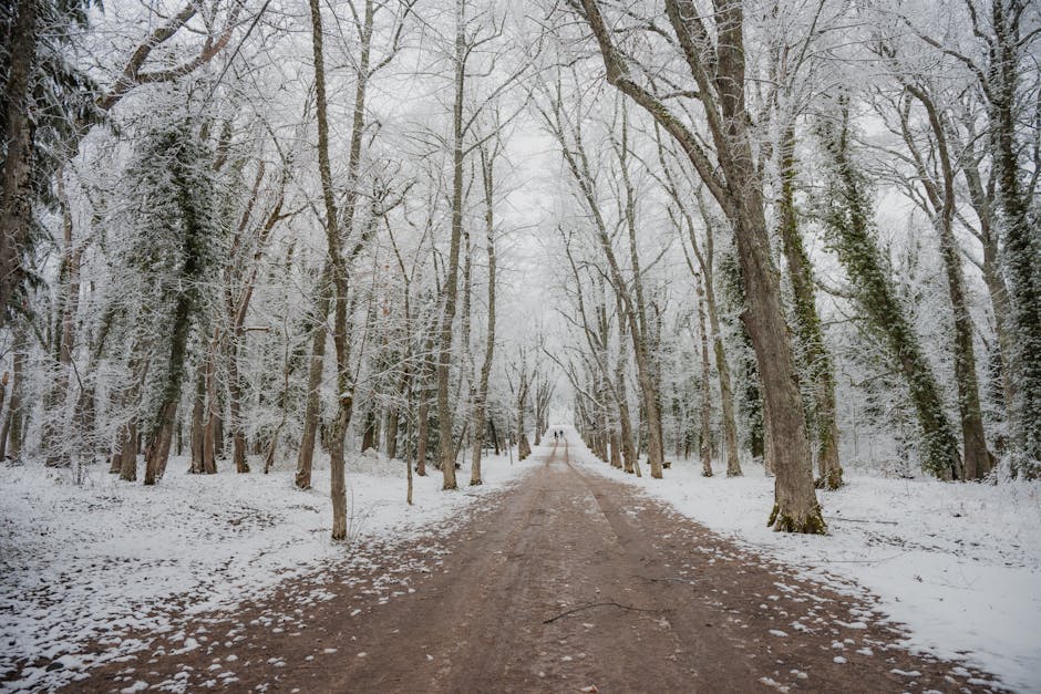 Serene winter scene of a snowy pathway lined with frosted trees in San Ildefonso, Spain.