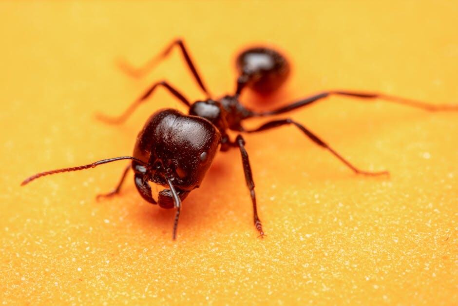 Detailed macro shot of a black ant (Camponotus) on a bright orange surface.